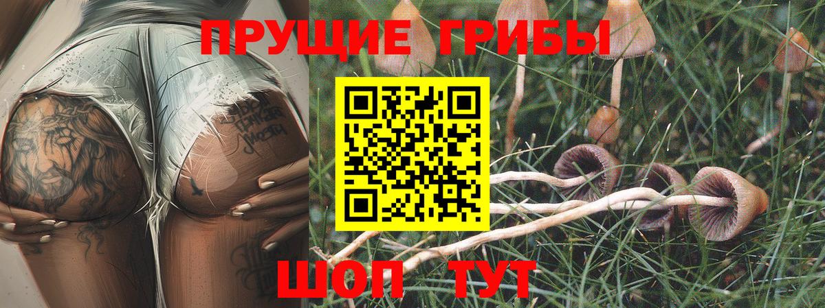 Донской  Псилоцибиновые грибы Psilocybine cubensis  Вход с VPN 